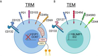 Resident Memory T Cells in Autoimmune Skin Diseases